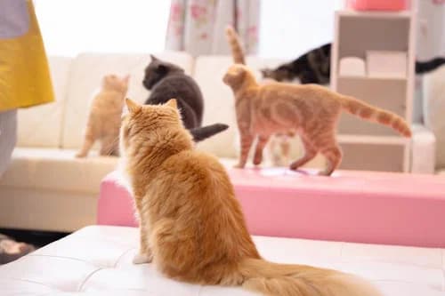 Cats lounging in a cozy Japanese neko cafe