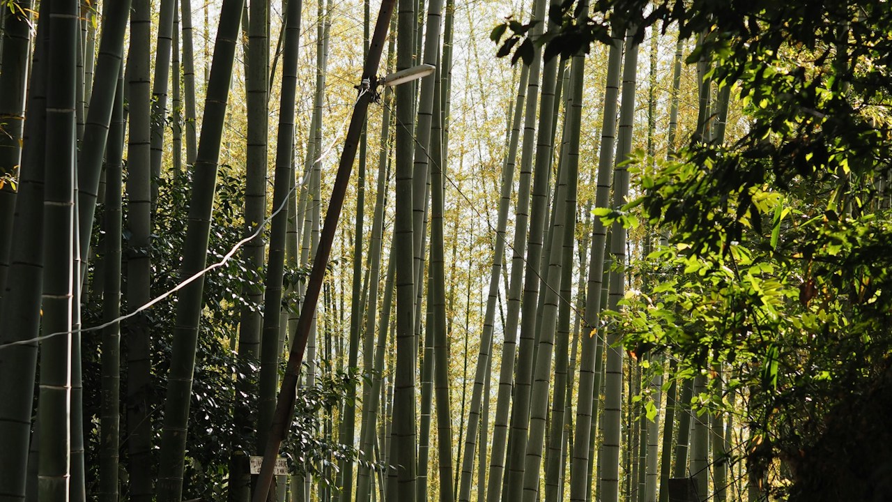 One day in Kyoto perfect itinerary 2026 Fushimi Inari Arashiyama Gion